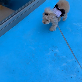 momoちゃんの体調の画像