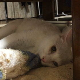 毛布モミモミの画像