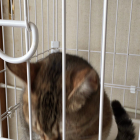 お腹を壊した子もうひとりの画像