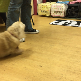 マロン編。の画像