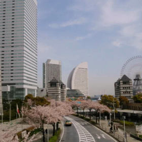 お花見 散歩 まとめ動画.+*:ﾟ+｡.☆の画像