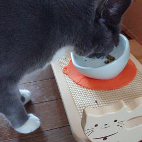 英会話 初級編の画像