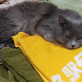 洗濯物が大好きな蘭丸くんの画像