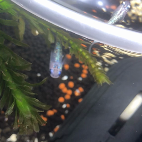 親子の共演（オーロララメ編）の画像