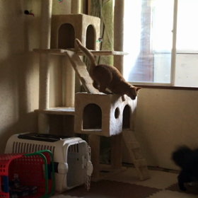 けりぐるみで遊ぶゆず　今日のゆずさんトロさんの画像