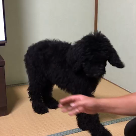 詩音君のお勉強。の画像