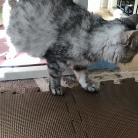 FIP コロナウィルス腹膜炎の画像