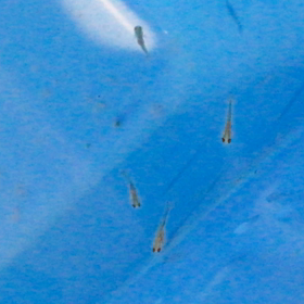 日本オランダ孵化23日目の画像