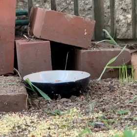 今日はJr.が久々の登場！豪華！？2本立ての画像