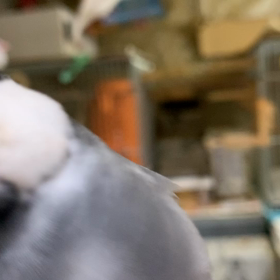 歌うよ〜の画像