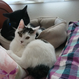 毛繕いしてくれるチョロと。の画像