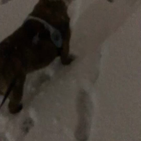 関東初雪(^-^)/の画像