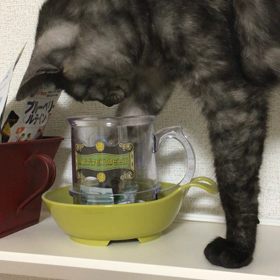 ちまちゃんのお戯れの画像