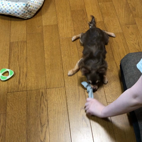 ブラーバジェットいらないかもの画像