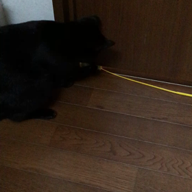 猫にじゃらされの画像