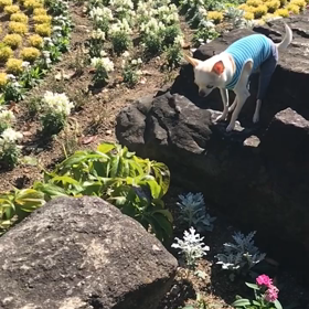 ぴょーんチワワ #お散歩コースの花の画像