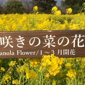 蜜蜂もお仕事してます( ^ω^ )の画像