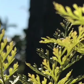 アウリスグロッケンの画像