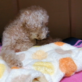 母わんこ 18歳になりました☆の画像