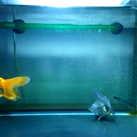 なぜ色々やっても金魚の調子が悪くなるのか。の画像