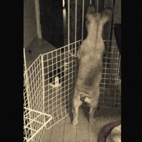 ノアの場合しっぽフリフリも全力投球の画像