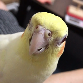 ホケキョーの画像