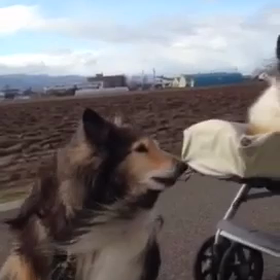 ワン・ワン・ワン の日の画像