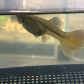 グッピー 産仔の画像