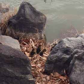 平池カモの赤ちゃん動画の画像