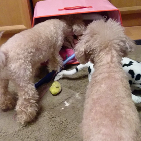 あーあー！の画像