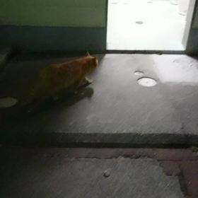 今夜のノラちゃんの画像