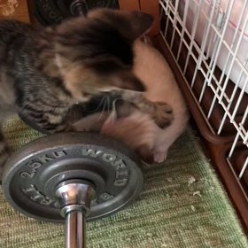 チビーズ大集合の画像