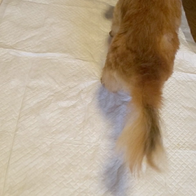 やっぱり慌ただしい我が家の画像