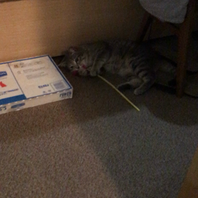 我が家のサバ君^ ^の画像