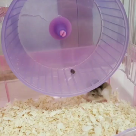 頑張ってるぜ❗受験生✏️☺️PS…の画像