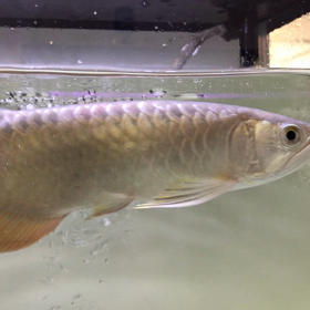 またもや、来週台風が来るみたいの画像