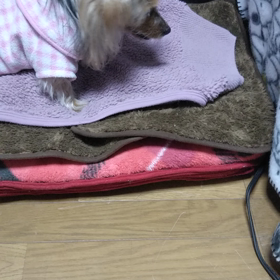 チョコの咳の画像