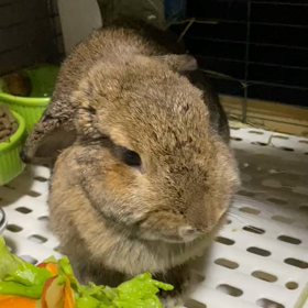 うらんが亡くなってしまいました。の画像