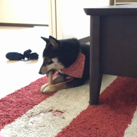 雪動画（真剣な雪）の画像