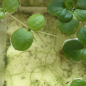 ボスのボス具合の画像