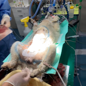 胎子遺残症の夜間緊急手術の画像