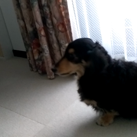 マロ花の遊び方の画像