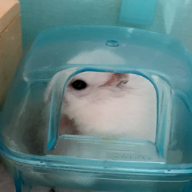 ぷっぷっぷっ...の画像