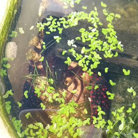 プール★ザリガニ、ホント草食べるwwwの画像