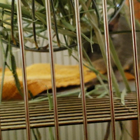 新しい家族の画像