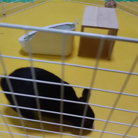 うさぎの気持ちの画像