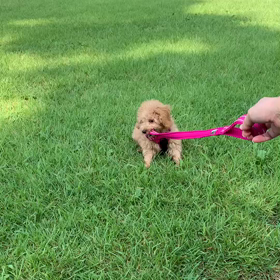 私は走っていないの画像