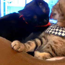 今日はカメラの日の画像