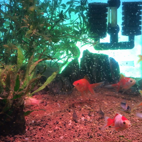 日記、2020/04/02。ミジンコ。の画像