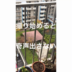 奇声上げながらカムフラージュでほうきを持って来た男たち‼️の画像